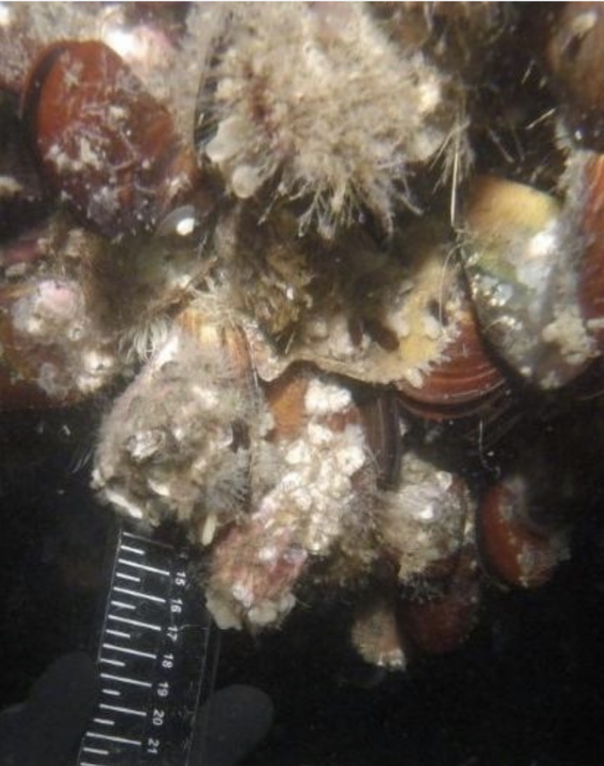 Heavy barnacle and macrofouling growth on a vessel hull before cleaning